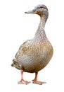 Female Mallard with clipping path, standing in front of isolated on white background Royalty Free Stock Photo