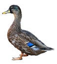 Female Mallard with clipping path, standing in front of isolated on white background Royalty Free Stock Photo