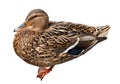 Female Mallard with clipping path, standing in front of isolated on white background Royalty Free Stock Photo