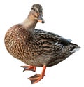 Female Mallard with clipping path Royalty Free Stock Photo