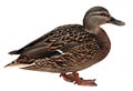 Female Mallard with clipping path Royalty Free Stock Photo