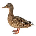 Female Mallard with clipping path, standing in Royalty Free Stock Photo