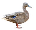 Female Mallard with clipping path, standing in front of isolated on white background Royalty Free Stock Photo