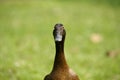 Female Mallard.