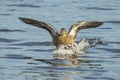 Female mallard dabbling wild duck Anas platyrhynchos in flight landing in water Royalty Free Stock Photo