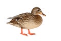 Female Mallard Duck