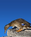 Female Mallard Duck Royalty Free Stock Photo