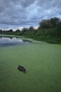 Female Mallard duck in algae-covered pond with dramatic clouds at dusk