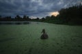 Female Mallard duck in algae-covered pond with dramatic clouds at dusk