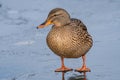 A female Mallard duck, Anas platyrhynchos close-up on a frozen pond Royalty Free Stock Photo