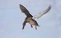 A Female mallard duck Anas platyrhynchos in flight isolated against a blue winter sky in Canada Royalty Free Stock Photo