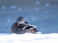 Female mallard duck (Anas platyrhynchos) Royalty Free Stock Photo