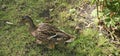 A female mallard duck (Anas platyrhynchos) in a meadow looking for food. Royalty Free Stock Photo
