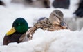 Female mallard duck (Anas platyrhynchos) resting on the snow Royalty Free Stock Photo