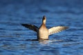 Female Mallard Duck Flapping in Winter