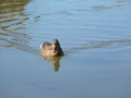 Female mallard duck Anas platyrhynchos swimming in the river front view Royalty Free Stock Photo