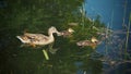 The duck with two young ducks on lake Royalty Free Stock Photo