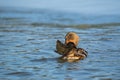 Female Mallard duck Anas platyrhynchos, wildlife scene Royalty Free Stock Photo