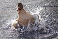 Female mallard duck bathing in a pond