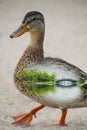 Female Mallard Duck With Beautiful Pond Scene - Anas platyrhynchos