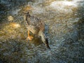 female mallard duck bird in search of food on a stone near a waterfall Royalty Free Stock Photo
