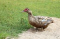 Female Mallard Duck. Closeup of drake, standing Royalty Free Stock Photo