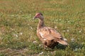 Female Mallard Duck. Closeup of drake, standing Royalty Free Stock Photo