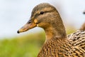 Female mallard duck. Detail of head from a side, portrait