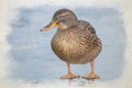 A female Mallard duck digital watercolour painting, Anas platyrhynchos close-up on a frozen pond Royalty Free Stock Photo