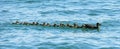 Female Mallard duck and 15 ducklings in a row