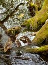 Female mallard duck with ducklings at Rush pond on Chislehurst Commons, Chislehurst, Kent, UK Royalty Free Stock Photo