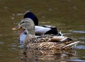Female Mallard Duck Ducks swimming