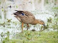 Female mallard duck feeding at the edge of a pond