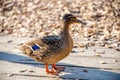 Female mallard duck