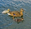Female Mallard duck with fledglings Royalty Free Stock Photo