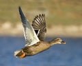 Female Mallard Duck In Flight