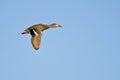 Female Mallard Duck in Flight Royalty Free Stock Photo