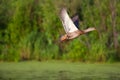 Female mallard duck in flight Royalty Free Stock Photo