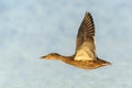 Female Mallard duck in flight Anas platyrhynchos. Royalty Free Stock Photo