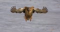 Female Mallard Duck in Flight Royalty Free Stock Photo