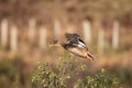 Female Mallard Duck in flight. Flying Take Off Royalty Free Stock Photo