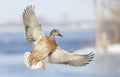 A female mallard duck in flight isolated against a blue waters of the Ottawa river in Canada Royalty Free Stock Photo