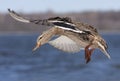 A Female mallard duck in flight isolated against a blue winter sky in Canada Royalty Free Stock Photo