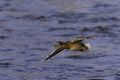 female mallard duck in flight Royalty Free Stock Photo