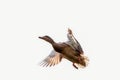 Female Mallard duck in flight in Spring Royalty Free Stock Photo