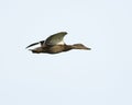 Female Mallard Duck in Flight