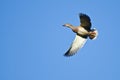 Female Mallard Duck Flying in a Blue Sky Royalty Free Stock Photo