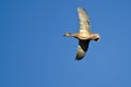 Female Mallard Duck Flying in a Blue Sky Royalty Free Stock Photo