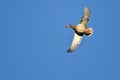 Female Mallard Duck Flying in a Blue Sky Royalty Free Stock Photo