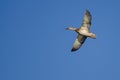 Female Mallard Duck Flying in a Blue Sky Royalty Free Stock Photo